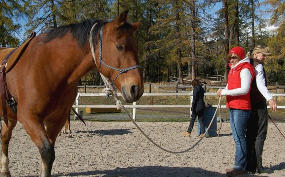 Teachinghorse Blog