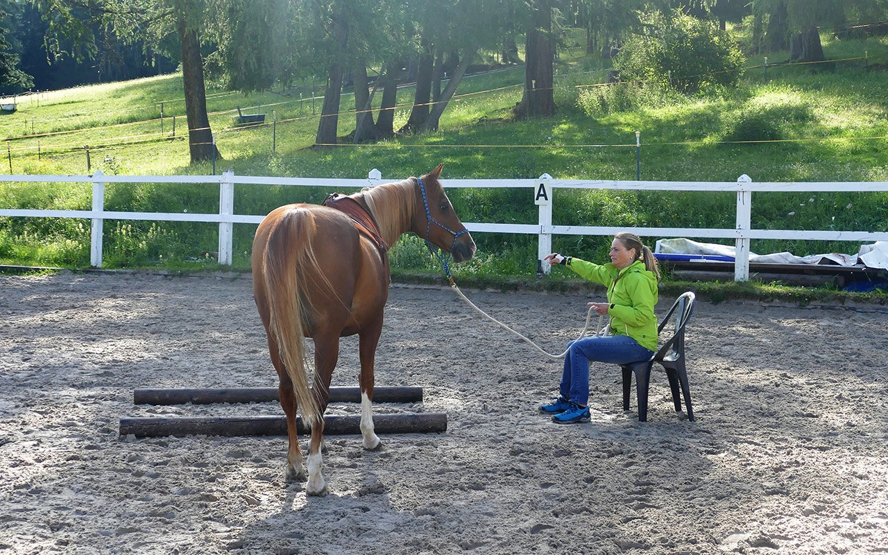 Aufsteigen: Pferd statt Powerpoint