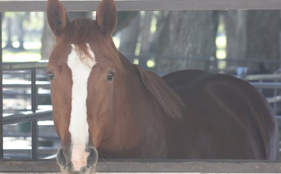 Teachinghorse Blog